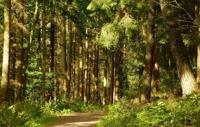 ¿cuál Es La Diferencia Entre Bosque Y Selva Difiere 