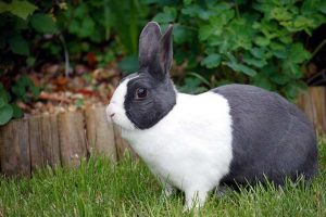 rabbit-1