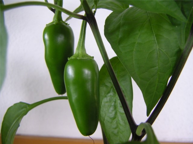 Difiere.com, Immature jalapeno capsicum annuum var annuum, Size by Difiere.com, CC BY-SA 3.0